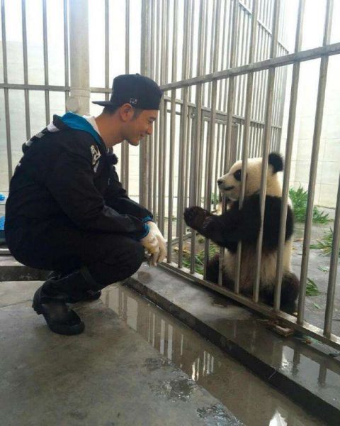 熊猫靠着胡歌撒娇, 宋慧乔黄晓明见到熊猫偶像