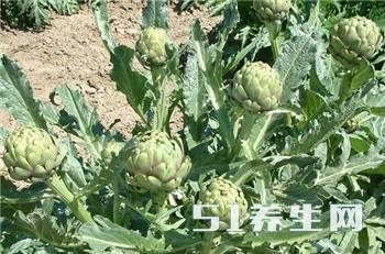 这菜长的“古怪”，却非常好吃，被誉为“蔬菜之皇”