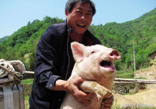 马云养猪给我们什么启示,未来养猪会被科技代