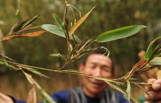 农村俗语“竹子开花，就要搬家”什么意思?