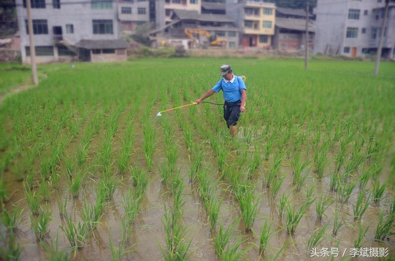 贵州黔东南:夏至临近农事忙 确保秋粮丰产增收