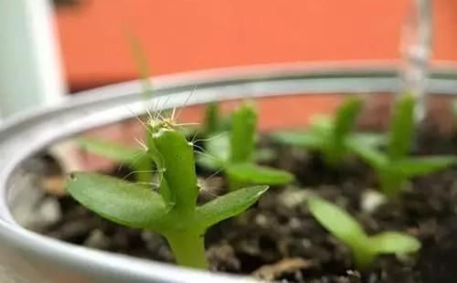 火龙果盆栽生长过程(图解)