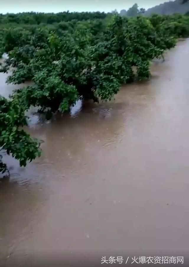 两广狂风暴雨，柑橘树泡水、甜玉米全倒！未来十天，南方仍有强降