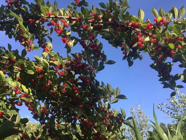 姥姥讲的故事之十