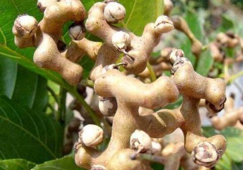 这5种水果即将消失,集市有卖却很贵,全球吃过