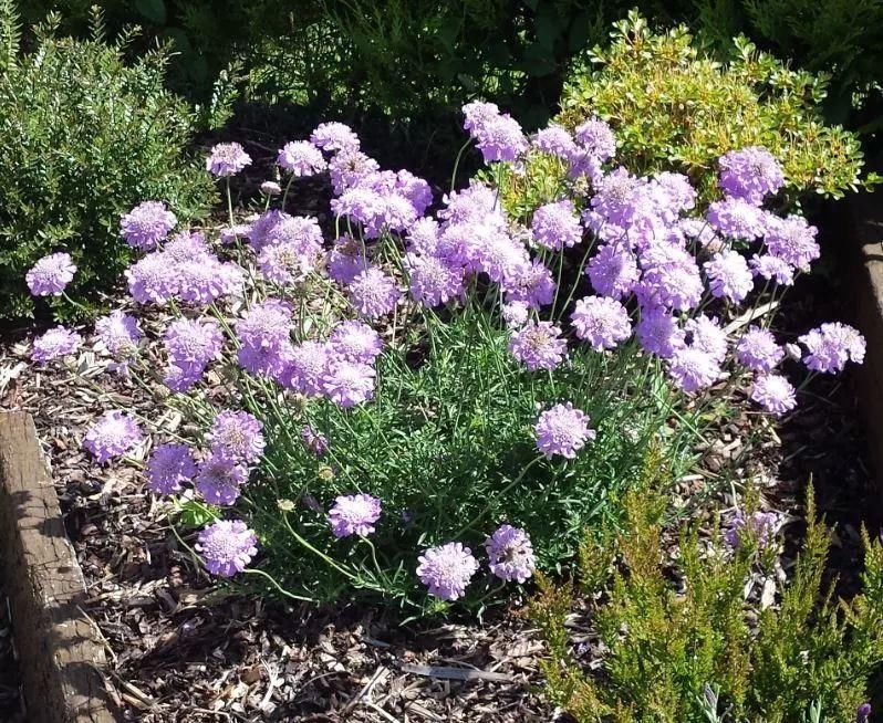 12种花朵五颜六色的夏季花卉，种在院子里就能开花灿烂