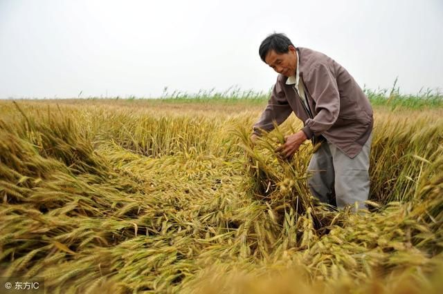 进入夏季，打雷鸡停蛋，暴雨秸秆倒，农民怎么办，可以减少损失？