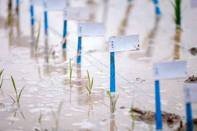 青岛今年首批海水稻插秧 全国五大盐碱地实验基地将推广