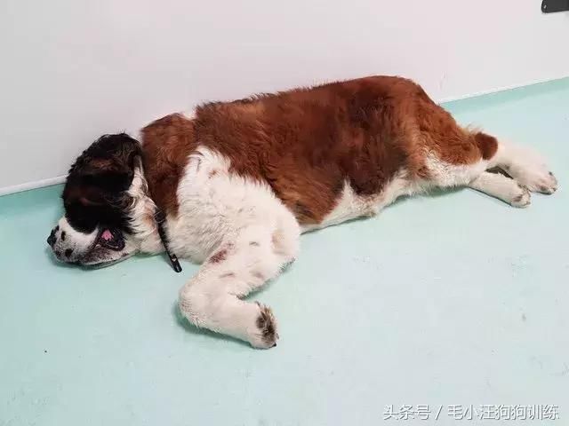 怎么养狗狗不生病 t0113c595fcee8535e1.jpg