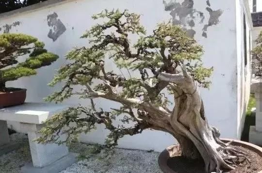 苍枝傲骨匠人心盛影蛟老师谈盆景艺术
