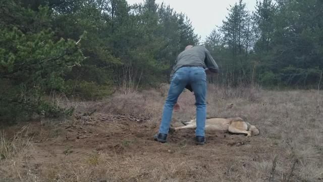 外国版东郭先生与狼,壮汉遇上受伤大灰狼,最后