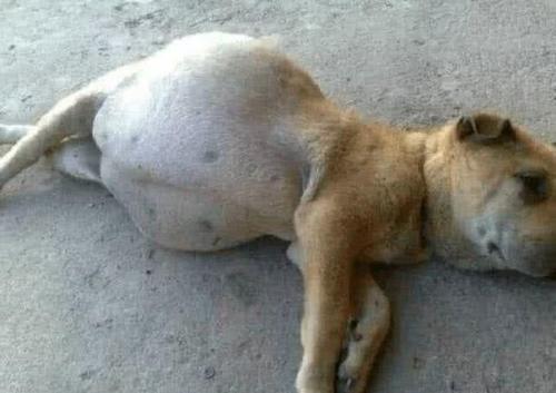 狗肚子突然变大,肚子里的东西让人感到非常惊