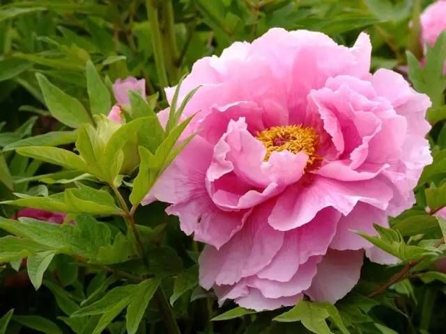 清明节小长假不知道去哪玩?郑州周边1-3日游线