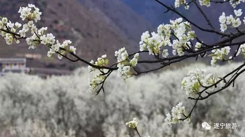 清明小长假去哪儿,10条线路拿走不谢,大四川任