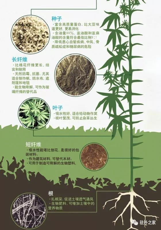 中国黑帮在他乡种大麻-在人命如草的乱世非洲竟大发横财!