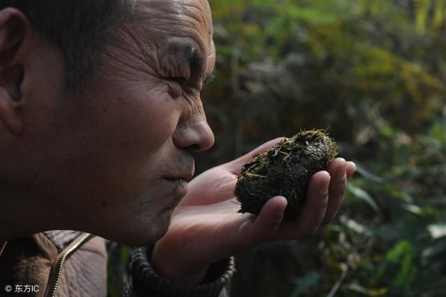 不吹牛！这里的生猪住两层楼房 每年从粪便堆里可“掘金”230亿元