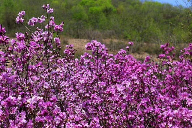 白山户外群关门砬子观映山红休闲一日游