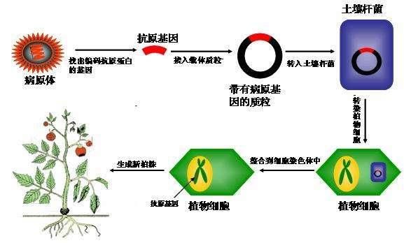 为什么转基因技术在商业上能取得巨大的成功?