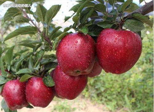 晚上坚持吃3种平价水果,减肥排毒、降糖降脂,