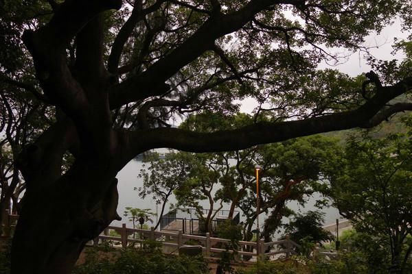 香港人口最稠密的岛屿长洲
