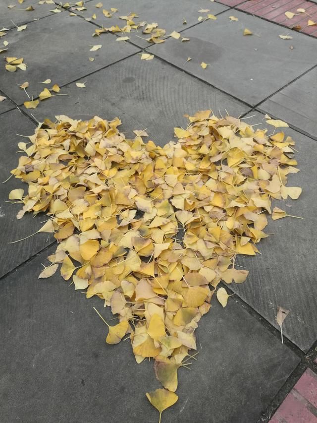 今天起,重大虎溪校区成为了全重庆最美的地方