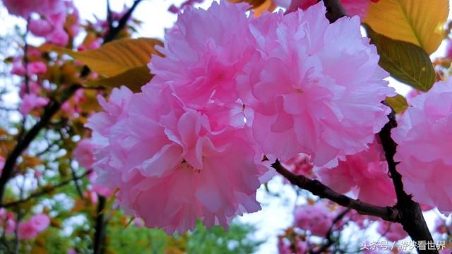 武汉漫行:东湖沿湖路走走