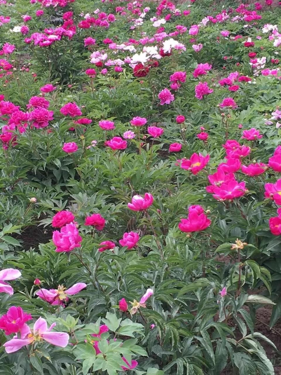 最好看的花海在哪 t0116117f9eef14cf74.jpg
