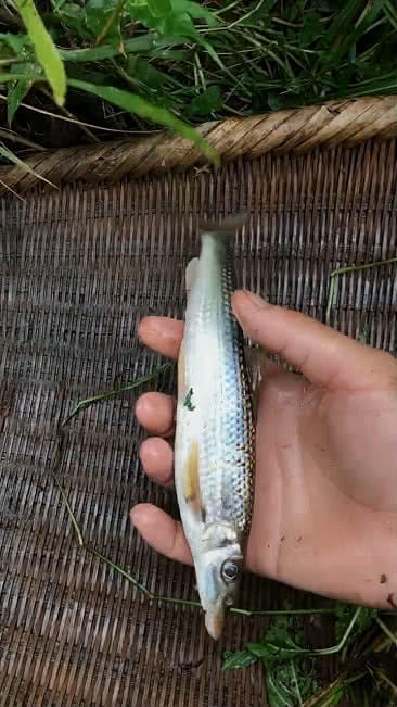 深山溪流,捕获花鼠鱼,形式巨型泥鳅,村民:两百一