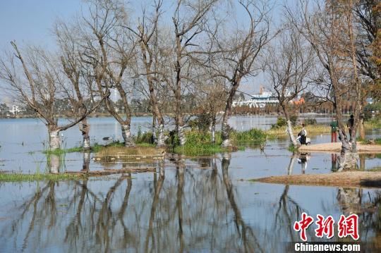 滇池近年来治污获成效：水质转好 旅游兴起