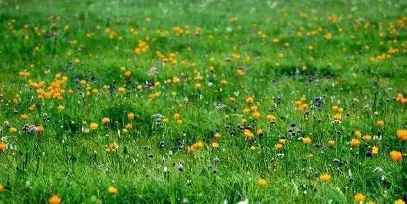 7月走进坝上、走进草原、走进盛夏的乌兰布统！