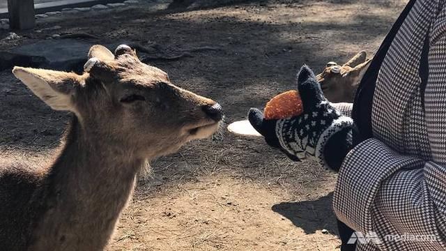日本奈良公园因发生数百个被鹿咬案件后发出警