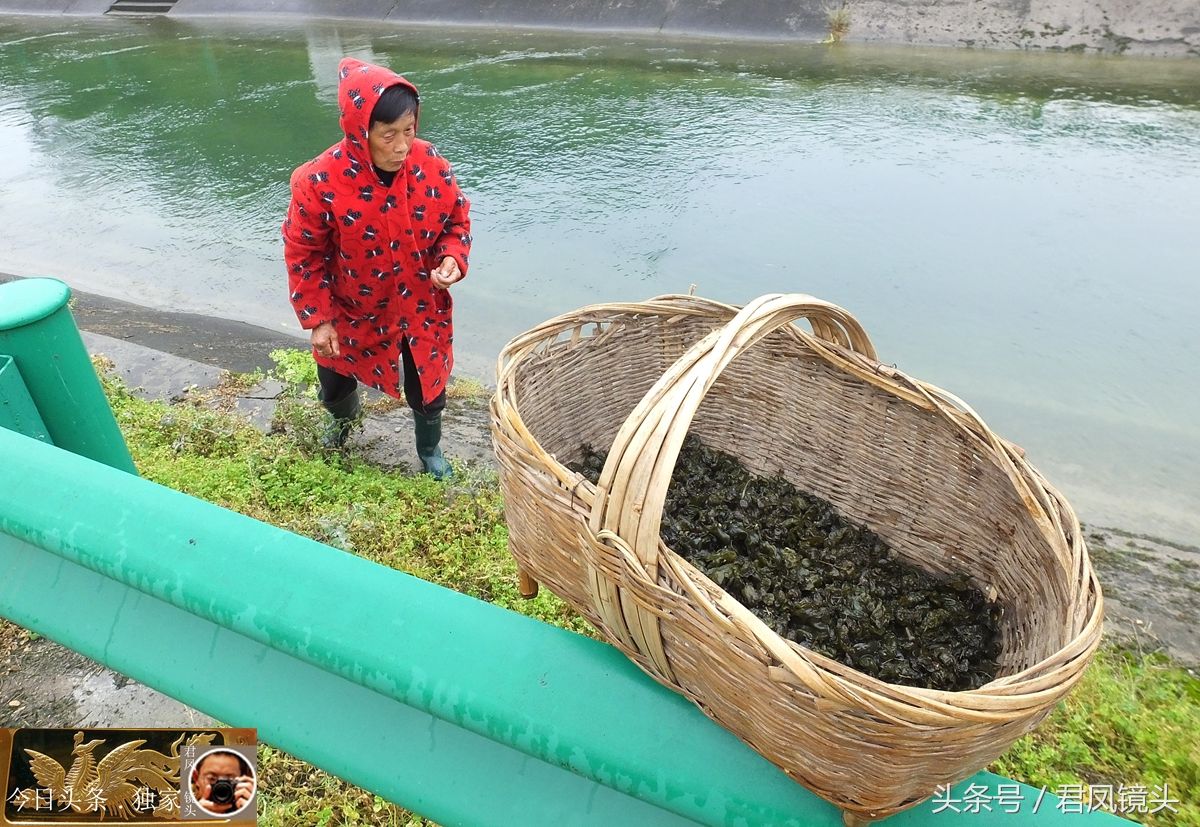 湖北宜昌:乡村,农妇在山野捡拾地耳菜!无需种植