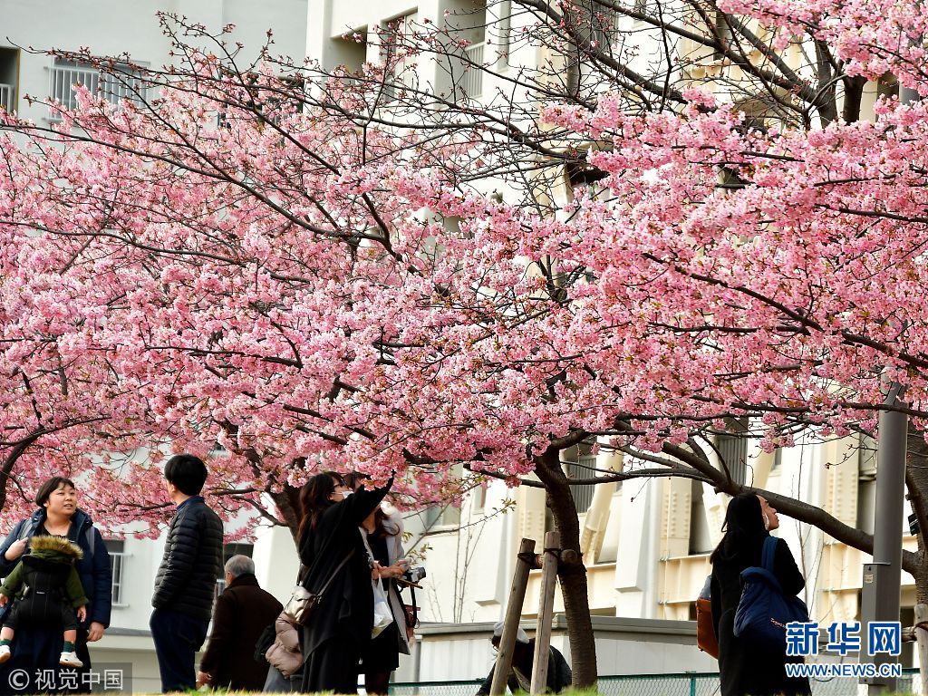 东京都内河津樱盛开 市民游客赏花拍照忙