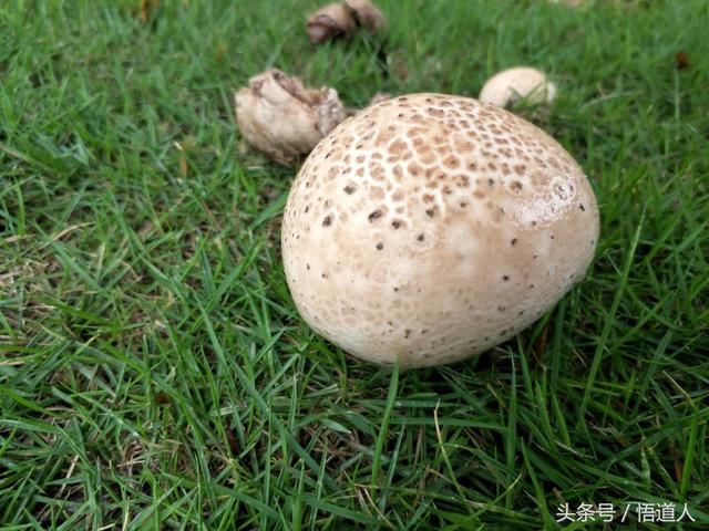 广州连续的大雨，等车的时候发现脚底下长满了蘑菇