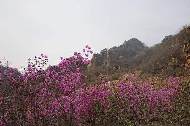 迎接最灿烂的映山红