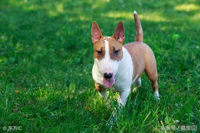 护卫犬排名_卡斯罗护卫犬(2)