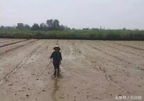 水稻直播田用60%丁草胺乳油封闭除草，防除稗草、千金有特效！