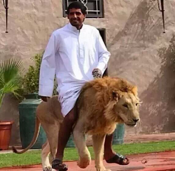 实拍迪拜土豪们的宠物，骆驼都有自己的车位，有钱人地位的象征!