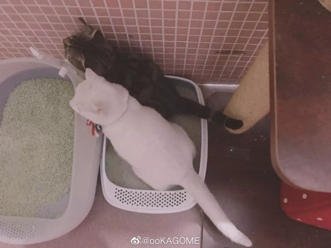 大型导致拉屎现场!女生一条有这是的v女生…偷拍腿夹味道会囊肿图片