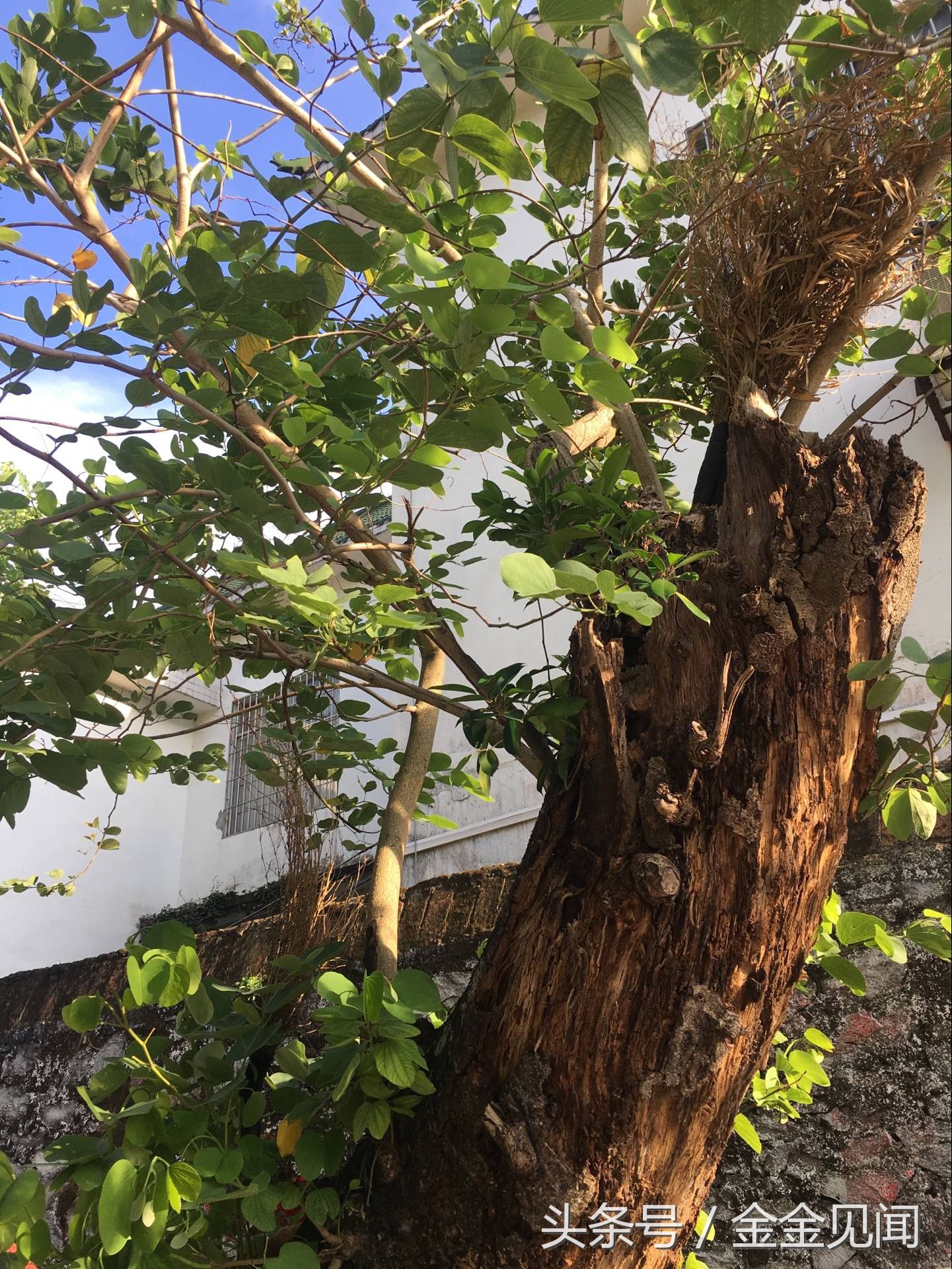 实拍广西钦州:四马路朽木也长得茂盛，见过这么伟大的树吗?