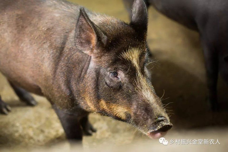 乡村振兴金堂新农人专题系列报道|离开城市的