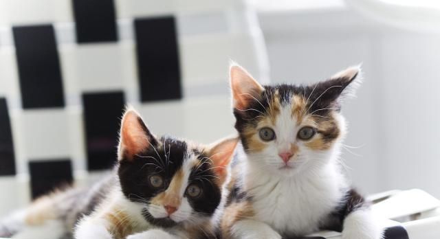 猫咪会很讨厌小猫吗