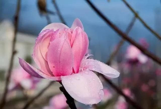 三月花开正艳,宜昌各地踏青赏花活动异彩纷呈