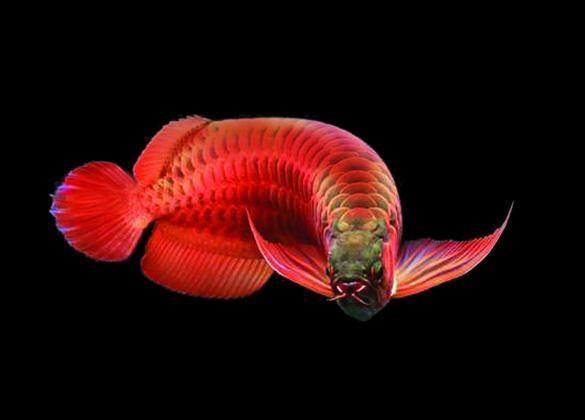 如果是灯光的位置不对 水族资讯 南昌水族馆第3张 如果是灯光的位置不对 水族资讯 南昌水族馆第3张