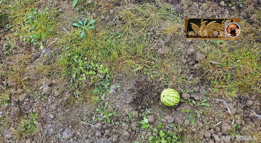 湖北宜昌:农民使用除草剂除草,毫不手软!除草剂