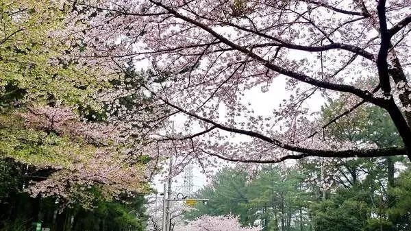 郑州樱花开啦，浪漫梦幻美炸天！想看樱花雨不用飞日本和武大！