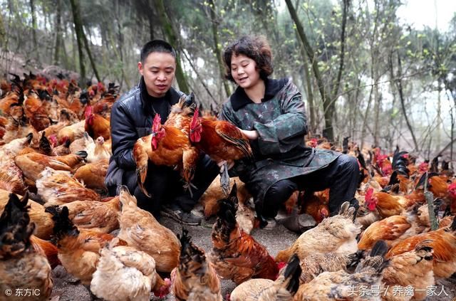 养鸡秘诀：这四种人养鸡才是土鸡市场的主角，才能赚到钱！