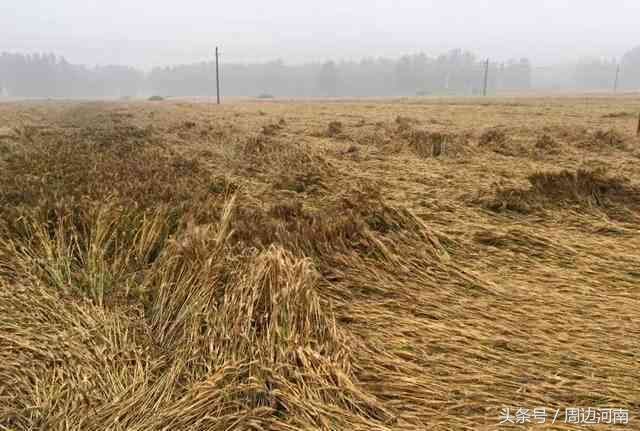 小麦市场告急:产粮大省受降雨影响麦子发生霉