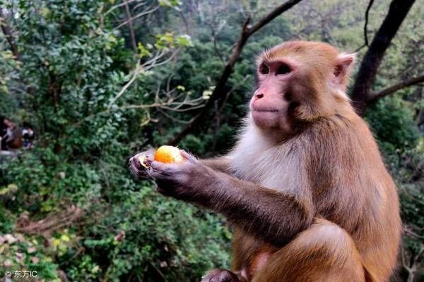 生肖猴：顺风顺水发财，这下可以彻底和穷日子说拜拜！