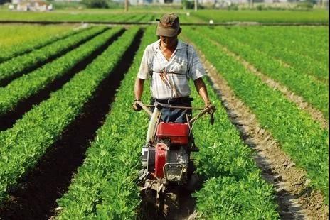 农民必看的增产高产花生种植管理技术